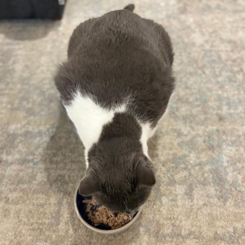 SPOT Ceramic Dish - Whisker-Friendly, Low-Edge Saucer for Cats, Birds,