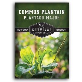 Common Plantain Seeds for Planting - 1 Packet with Instructions to Plant and Grow Plantago Major in Your Home Garden - Non-GMO Heirloom Medicinal Herb - Survival Garden Seeds