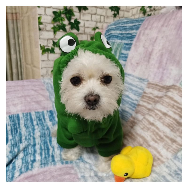 Pet Clothes, Dogs Hooded Sweatshirt Fruit Warm Coat Sweater Cold