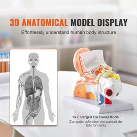 Happybuy Human Ear Anatomy Model, 3-Part 5X Enlarged PVC Ear Model with Base for Outer, Middle & Inner Ear, Educational Physiology Display for Study & Teaching