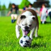 Pelotas Kong Sports Balls De Goma Para Perro, Pack De