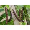 Organic Black Turtle Beans- Fiber & Protein rich, Raw, Non-GMO,