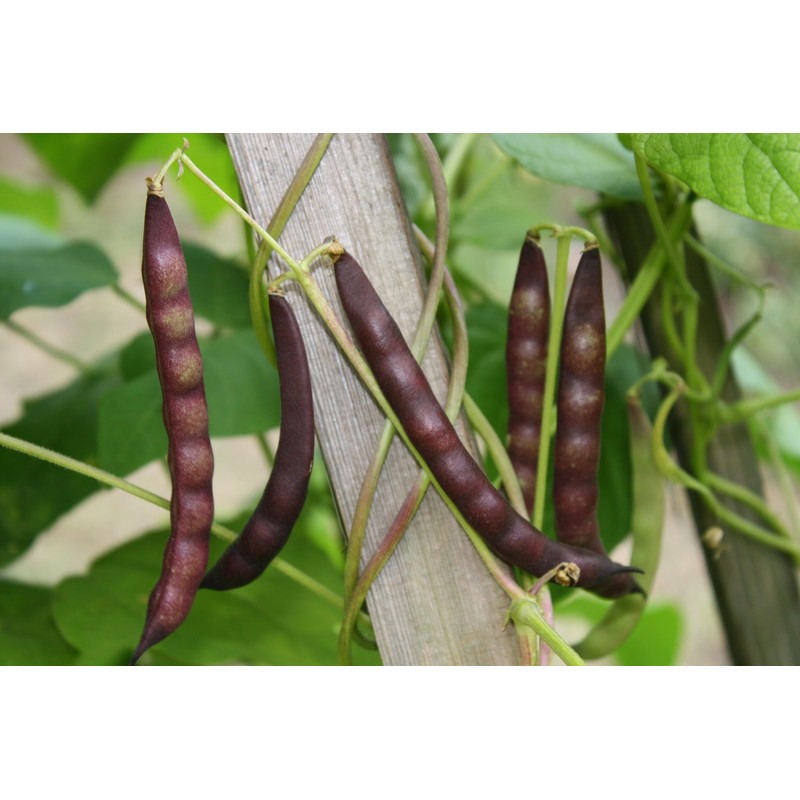 Organic Black Turtle Beans- Fiber & Protein rich, Raw, Non-GMO,