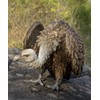 Hi-Line Gift Ltd. Medium Bald Eagle, Brown
