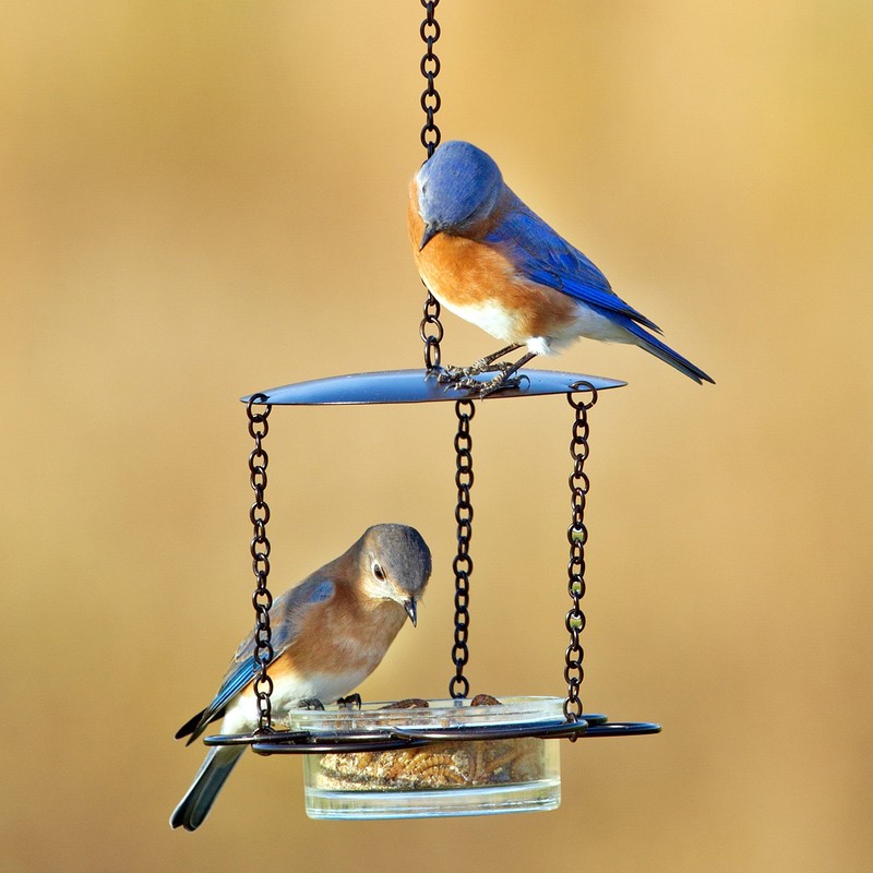 Mosaic Birds M446-200-09 Floral Bird Feeder Aqua