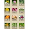 Natural Hope Herbals MULLEIN GARLIC OIL - Gentle Herbal Ear