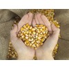 10 Pound of Whole Kernel Corn Animal Food for Ducks,