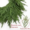 24" Norfolk Pine Christmas Wreath with Thick Pine Branch Tips,