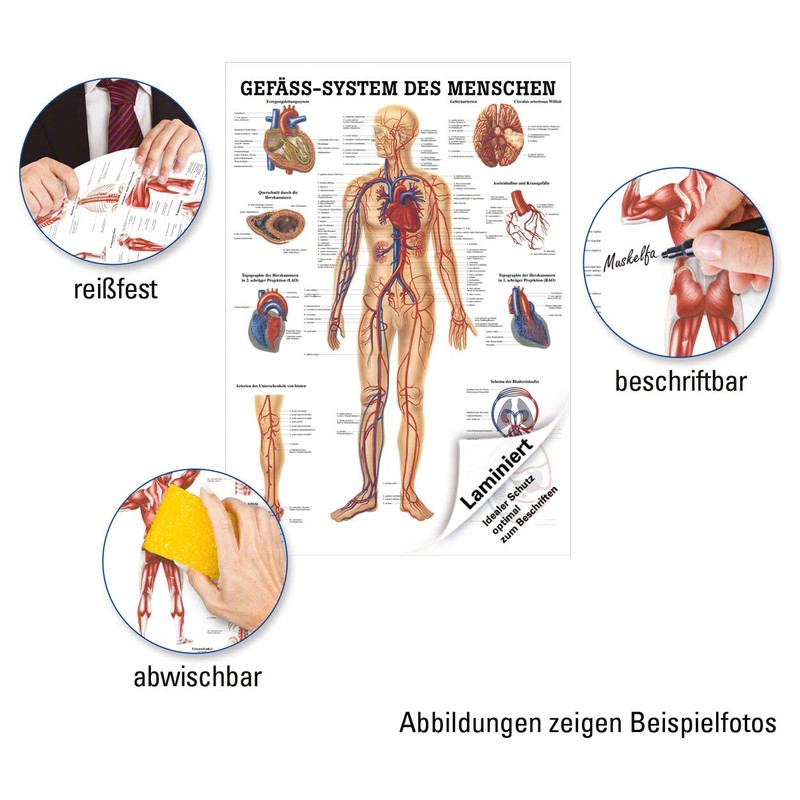 Sport-Tec Vascular System Mini Poster Anatomy 34 x 24 cm