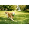 Hartz DuraPlay Bone Squeaky Latex Dog Toy, Large, 3 Pack