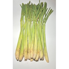 Lemon Grass Stalks, Freshly Harvested, 10 Count, For Thai Cooking Flavor