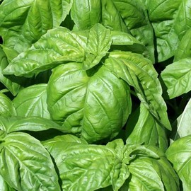 Basil, Lettuce Leaf (Ocimum basilicum) Herb Seeds, Easy to Grow, Giant Leaves, Mild, Sweet Flavor, Pollinator-Friendly, Seeds by MySeeds.Co, You Choose The Amount (1 oz)