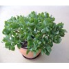 Ripple Jade, Live Plant in 3.5" Pot, Beautiful!