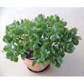 Ripple Jade, Live Plant in 3.5" Pot, Beautiful!