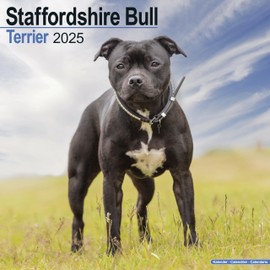 Staffordshire Bull Terrier 2025 Square Wall Calendar | Dog Breed, Staffie, Staffy Calendar