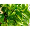 American Plant Exchange Golden Pothos – 6-Inch Pot – Live