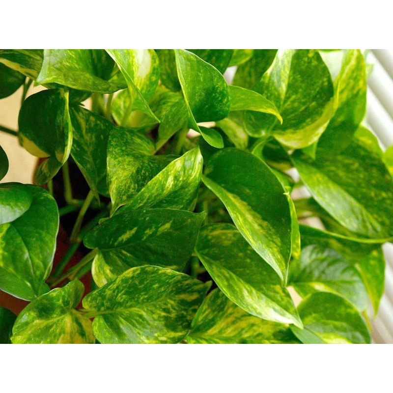American Plant Exchange Golden Pothos – 6-Inch Pot – Live