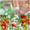 Pack of 100 Plant Clips, Plant Clips, Tomato Clips, Tomato