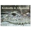 Krokodile & Alligatoren (Wandkalender 2026 DIN A2 quer), CALVENDO Monatskalender: