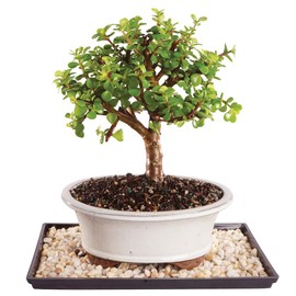 Brussel's Live Dwarf Jade Indoor Bonsai Tree - 5 Years Old; 8" to 12" Tall with Decorative Container, Green, Humidity Tray & Deco Rock