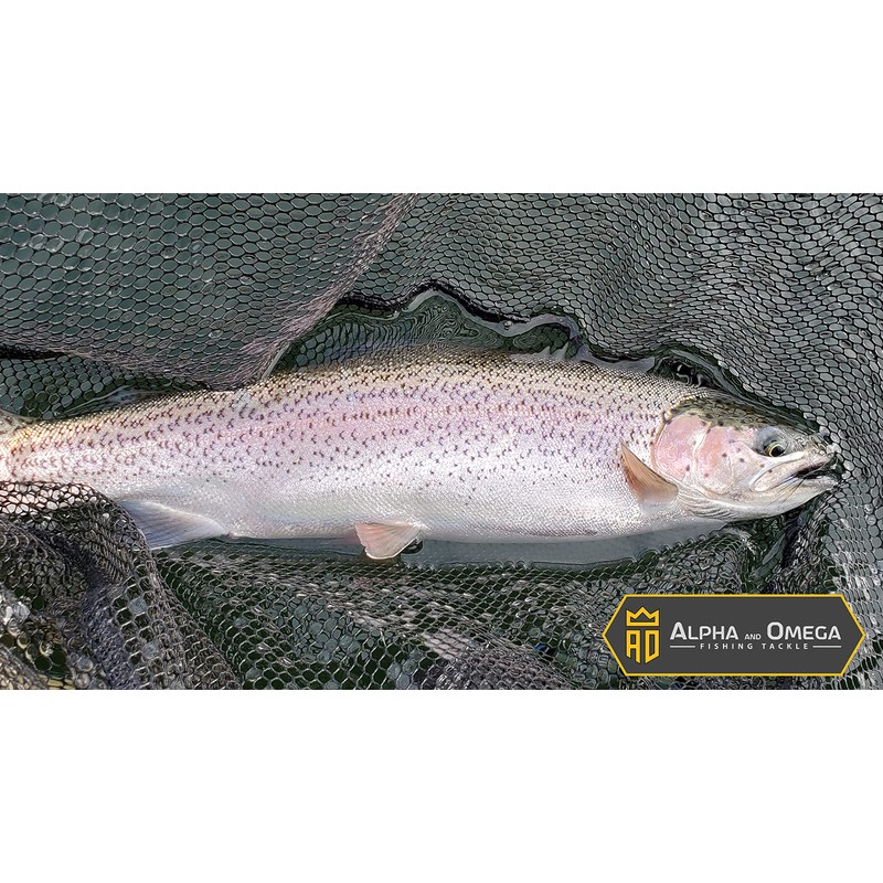 ALPHA and OMEGA - Woolly Bugger Fly KIT (20 Flies)