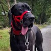 Big Dog Styles Head Collar, Made in UK for Large