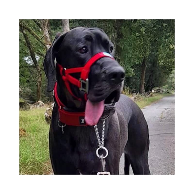 Big Dog Styles Head Collar, Made in UK for Large