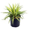 Yucca filamentosa 'Color Guard' (Yucca) Shrub, #2 - Size Container