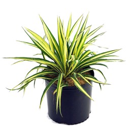 Yucca filamentosa 'Color Guard' (Yucca) Shrub, #2 - Size Container