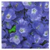 Iconikal 75-Count Disposable Paper Party Napkins Violets 6.5x6.5-Inch 2-Ply Purple