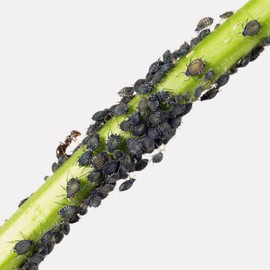 Pest Stop Plus 60 ml