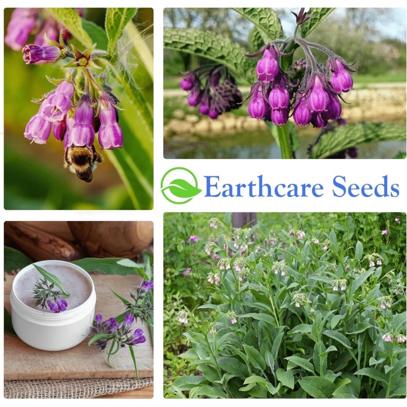 Earthcare Seeds True Comfrey 50 Seeds (Symphytum officinale) Non GMO,