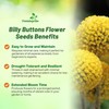 Outsidepride Billy Button Craspedia Globosa Seeds - 2000 Pcs Perennial,