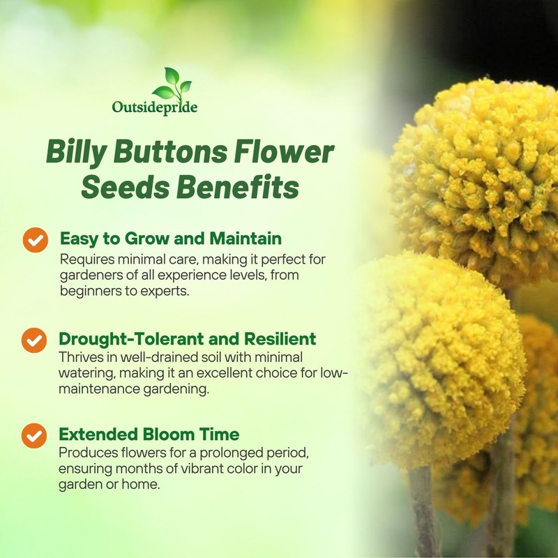 Outsidepride Billy Button Craspedia Globosa Seeds - 2000 Pcs Perennial,