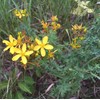 St. John's Wort Seeds (Hypericum perforatum) Packet of 200 Seeds