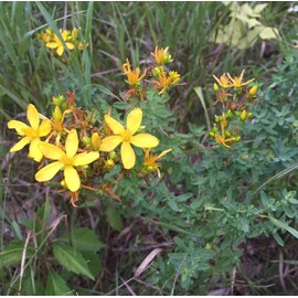 St. John's Wort Seeds (Hypericum perforatum) Packet of 200 Seeds