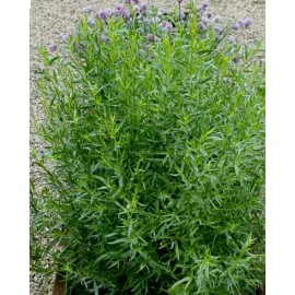 TARRAGON  -300 Herb Seeds -Non GMO-Organic-Op