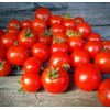 Florida Petite Red Micro Dwarf Tomato Premium Seed Packet