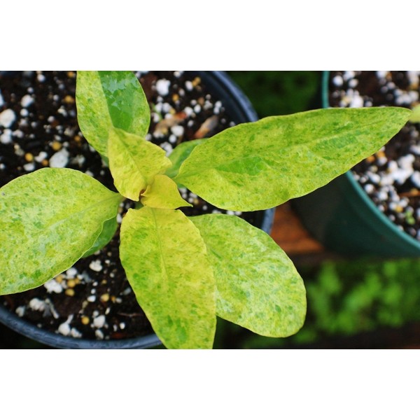 2016 SEEDS~Variegated Pokeweed Phytolacca americana variegata~SEEDS
