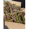 100 Red Mangrove Seeds Propagules Pond Salt or Fresh Plant