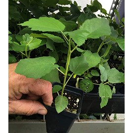 Texas Everbearing Fig - Ficus Carica AKA Brown Turkey Fig