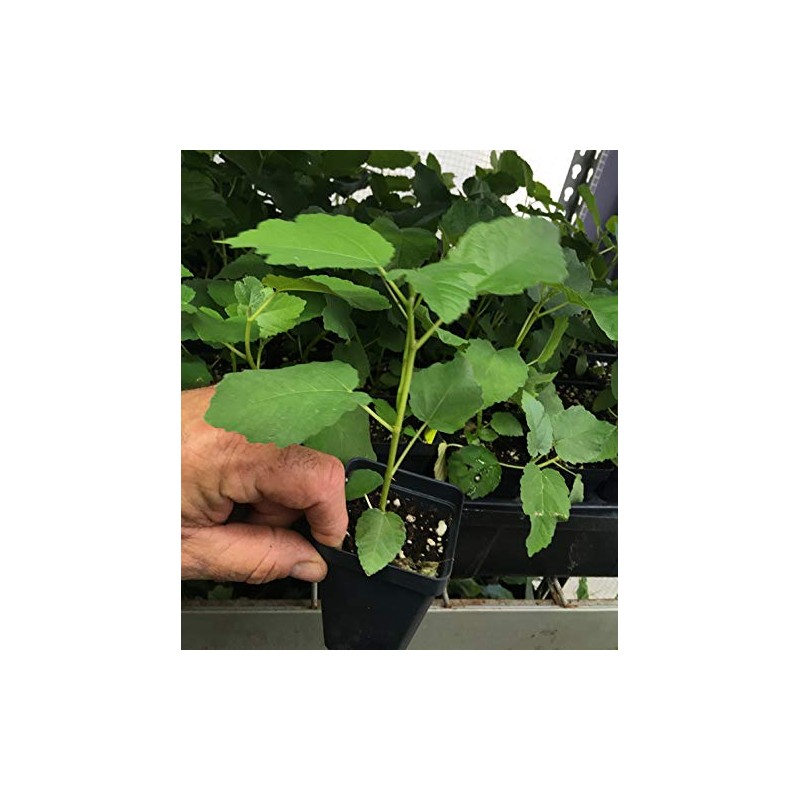 Texas Everbearing Fig - Ficus Carica AKA Brown Turkey Fig