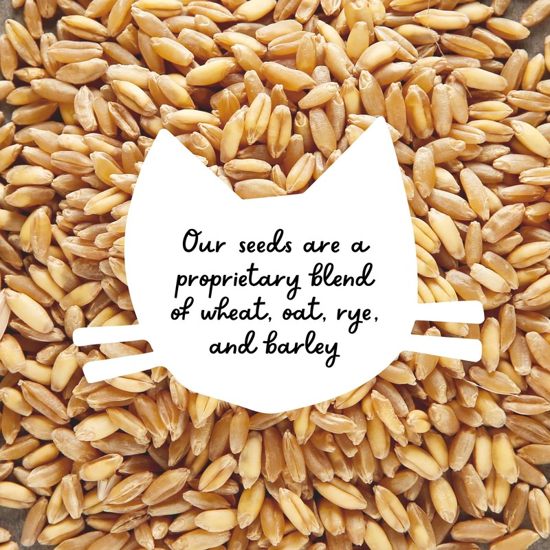 The Cat Ladies Cat Grass Refill Kit 100% Organic 3