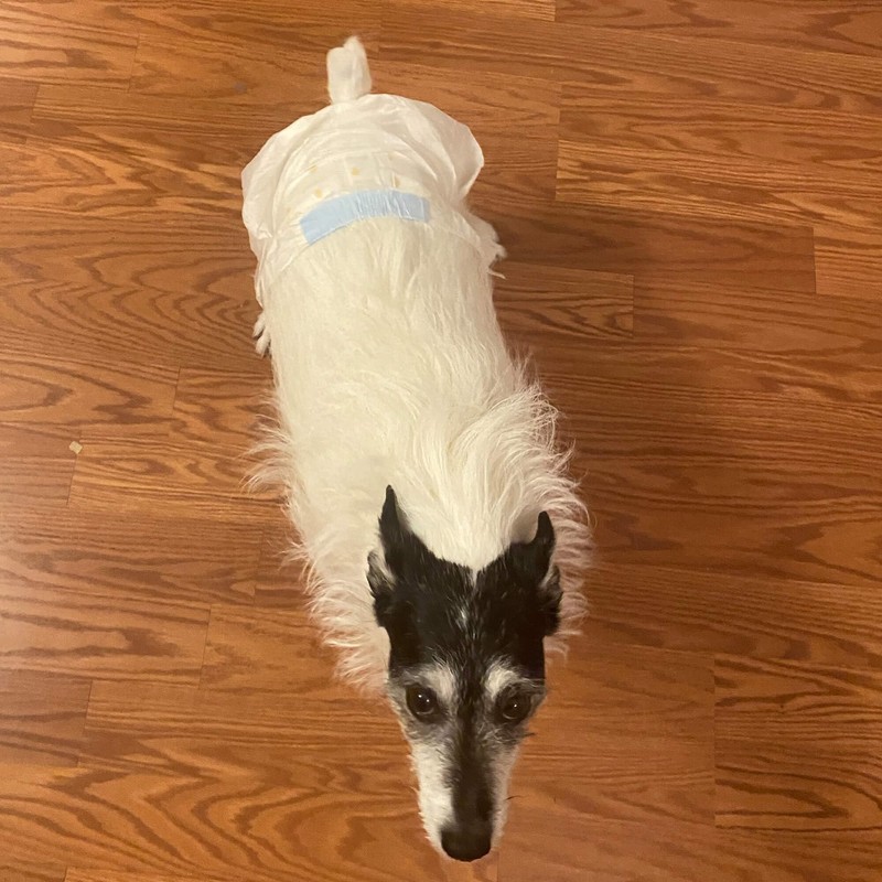 WizSmart Ultra Dry Disposable Dog Diapers, Large, 12 Pack –