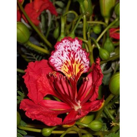 Red Flame Flamboyant Tree Seeds Royal Poinciana Delonix Regia U.S. Seller (1 Seed)