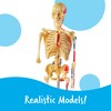 Learning Resources Anatomy Models Bundle Set - Skeleton and Physiology,