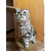 2Pcs Pink Cat Collar Breakaway with Bowtie Bell, Pink Plaid