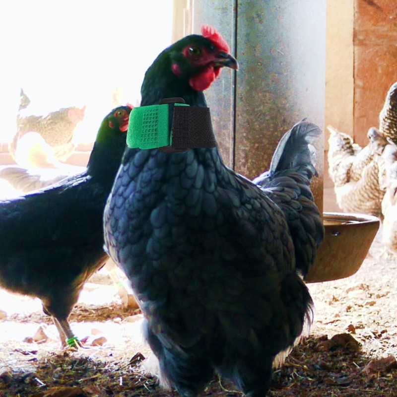 POPETPOP 2pcs Rooster Collar, No Crow Adjustable Chicken Collar, Anti