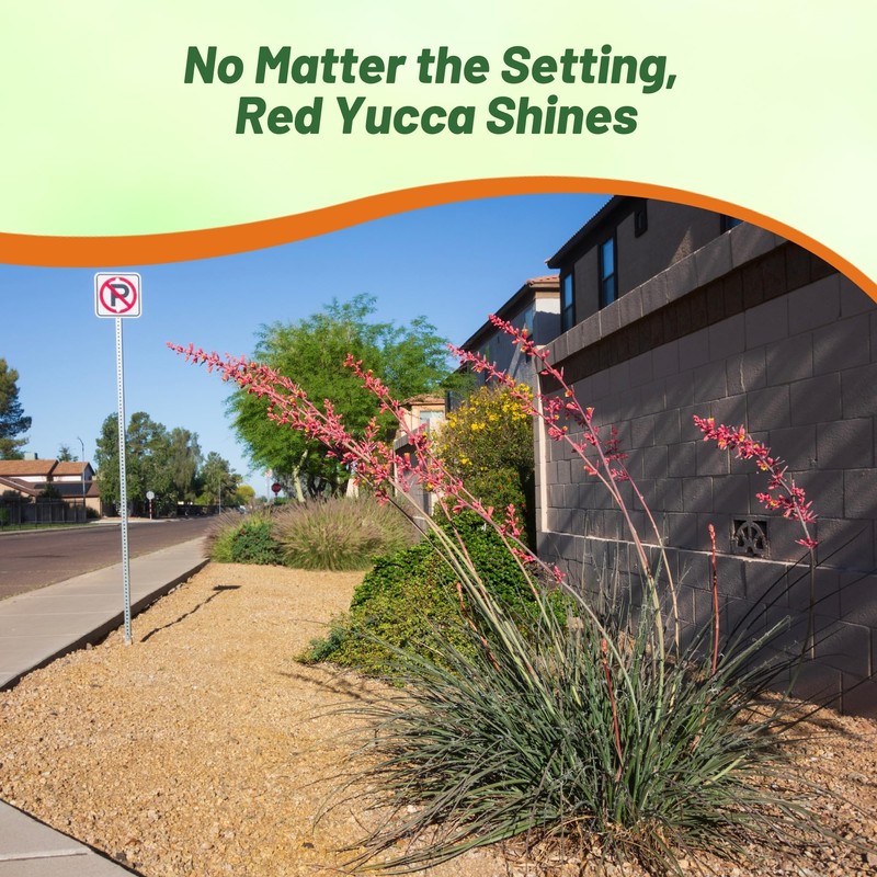 Outsidepride Red Yucca Seeds for Planting - 25 Pcs Drought