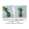Moisturizing Mascot Cactus Glass BR AG-28085